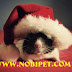 Các dòng Chuột Hamster đang bán tại Nobipet Shop
