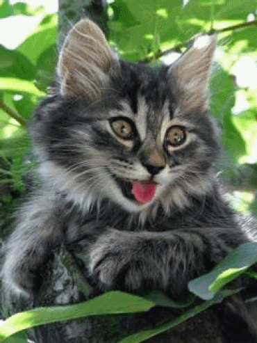 Emoticons - Animated Gifs - Collections :): Cute Animal Gifs II.