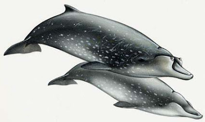 ballena picuda Mesoplodon densirostris