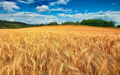Bonito campo de trigo bajo el cielo azul