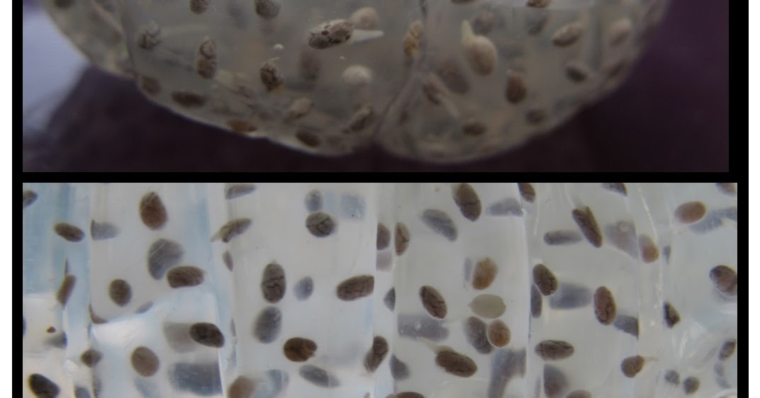 A little bit of Everything Planting chia seed on sponge