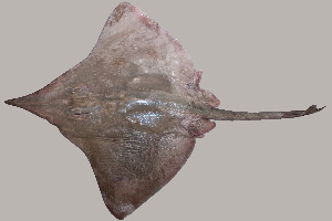 Artes de Pesca VAMOS A PESCAR DIPTURUS