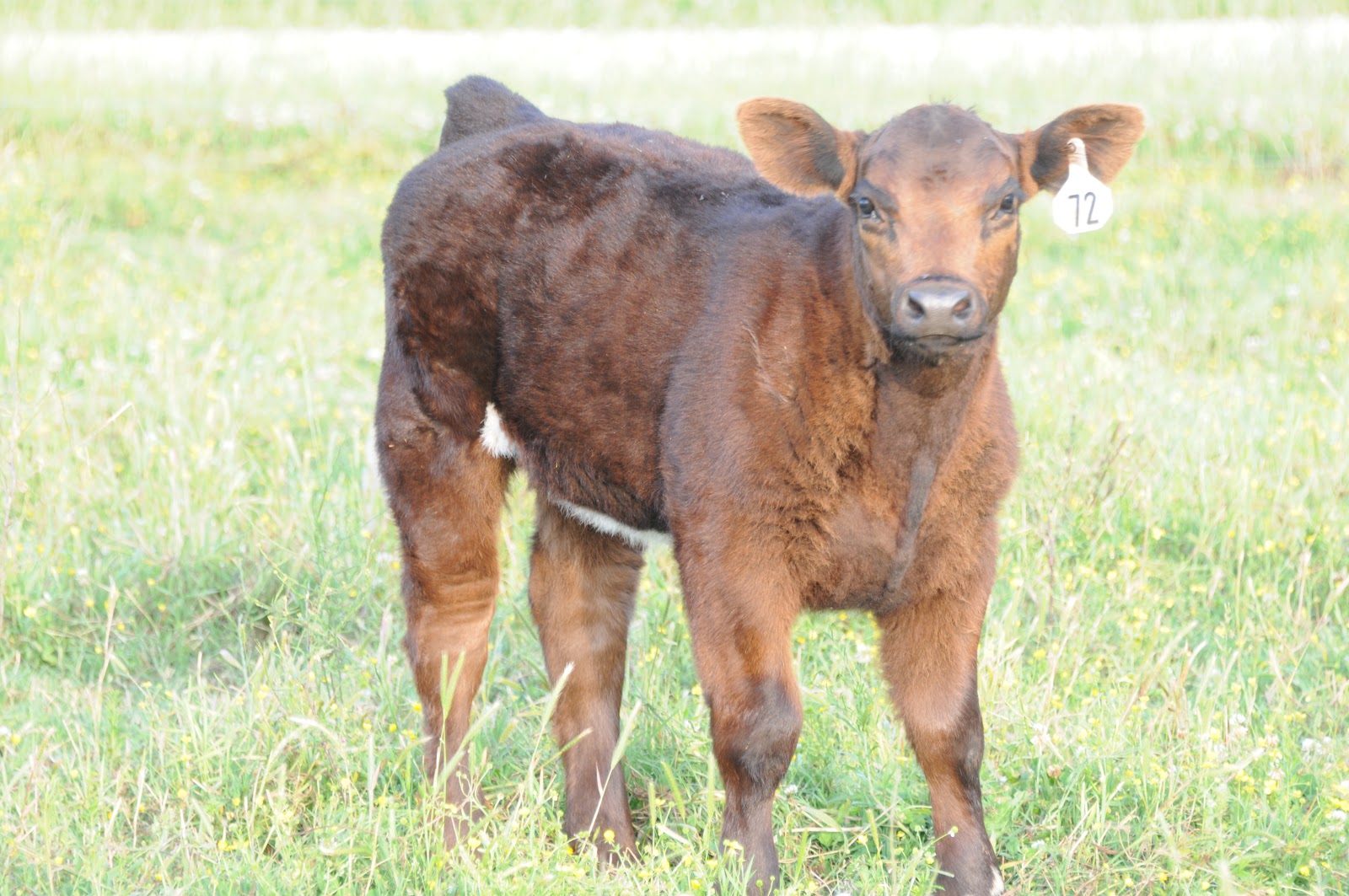 Lautner Farms Cold Snap Calves Laurel Hill Cattle Co Tennesse