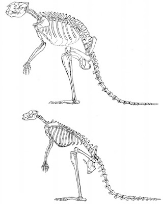 Kangurular Neden Yürüyemez?, Kanguru Anatomisi, Kanguru Fizyolojisi, Kanguru İskelet Yapısı, 