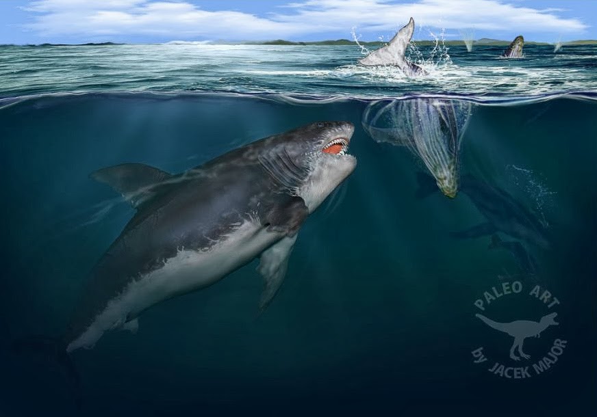 Megalodon hunt for whales