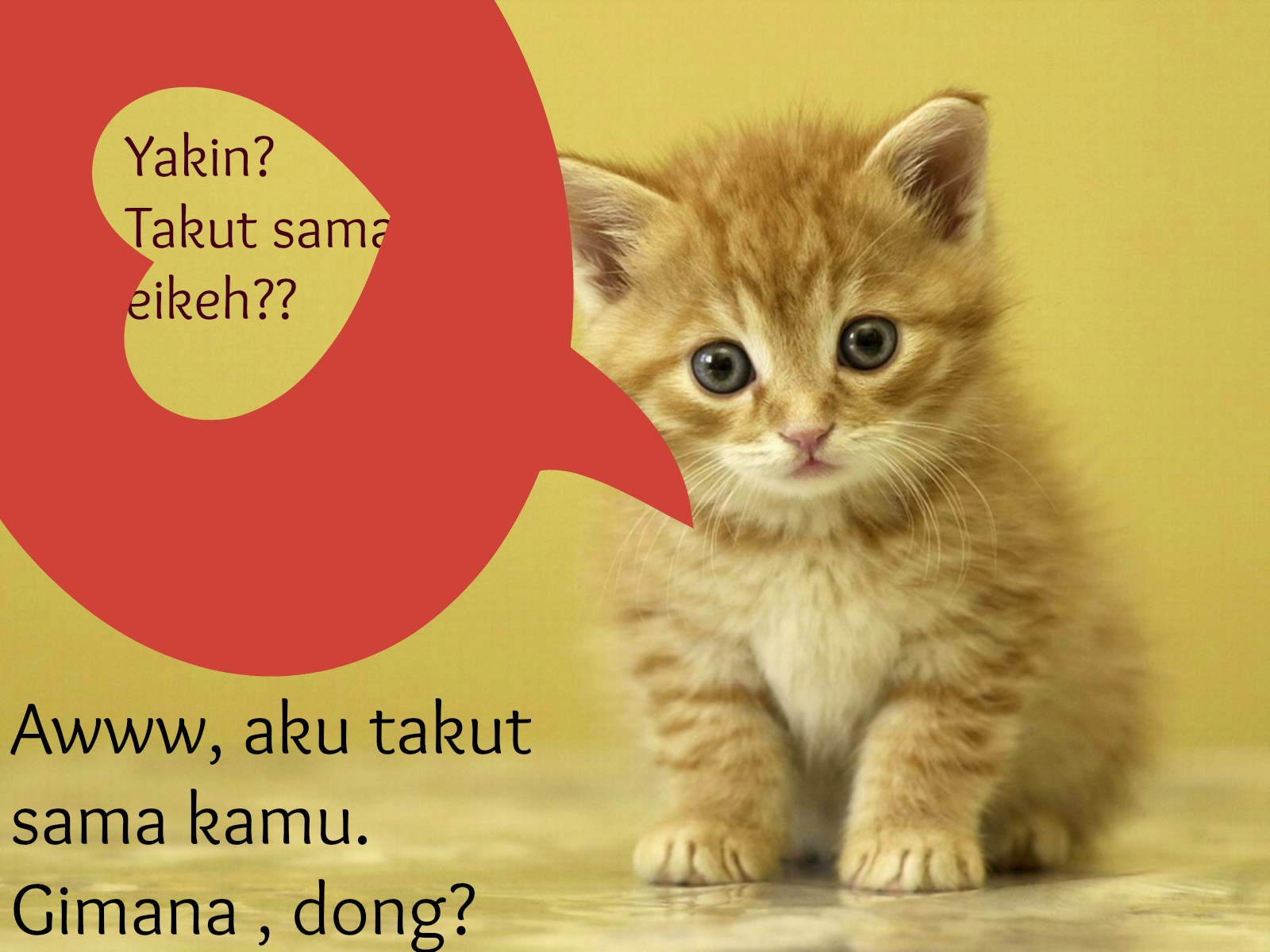 Gambar Dan Kata Kata Lucu Kucing Stok Gambar Lucu