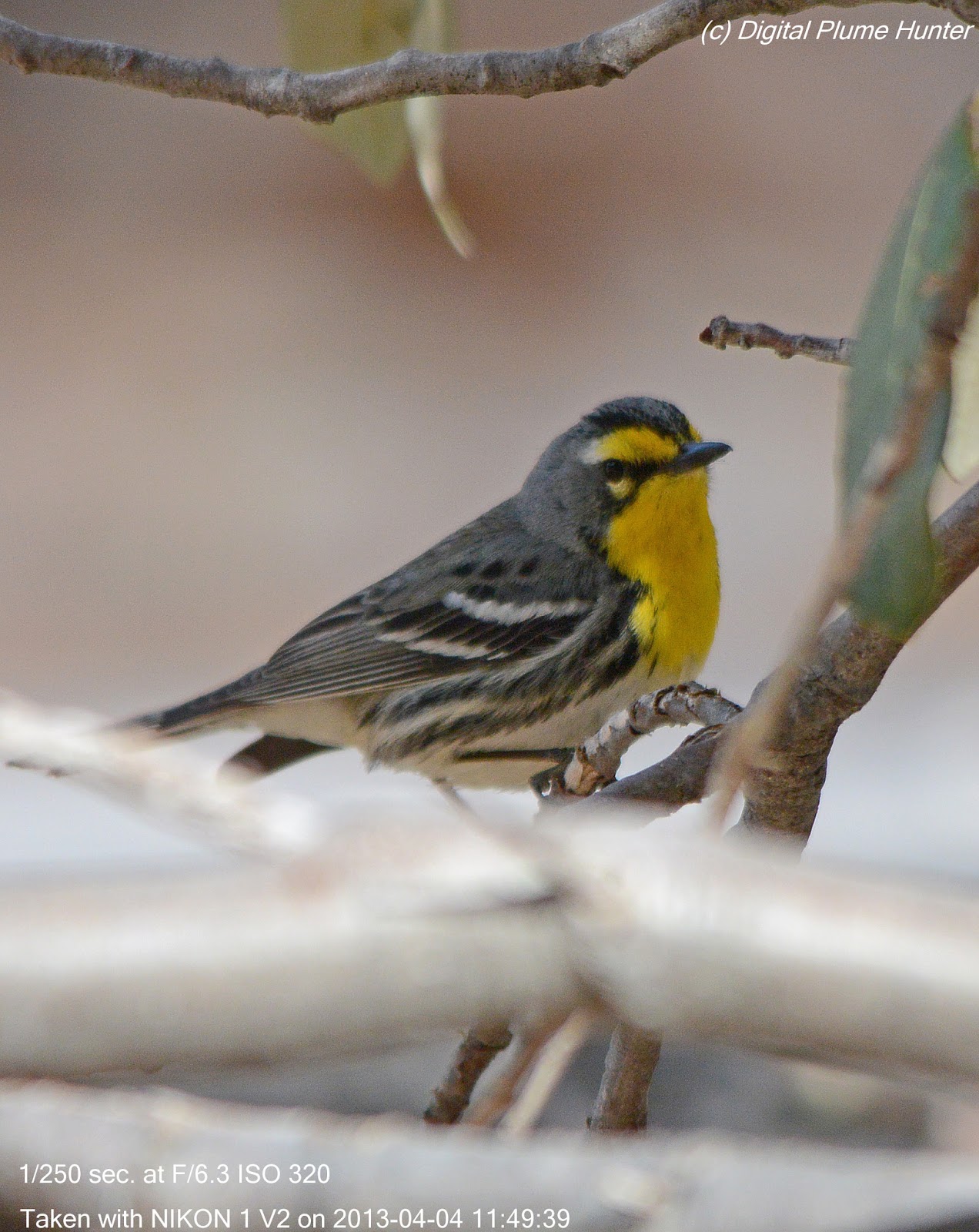 Hunting Digital Plumes in the US and Beyond Western Warbler April Roundup