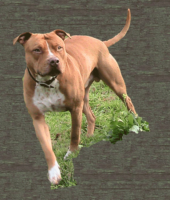 AKI GIFS Gifs animados American Pitbull Terrier