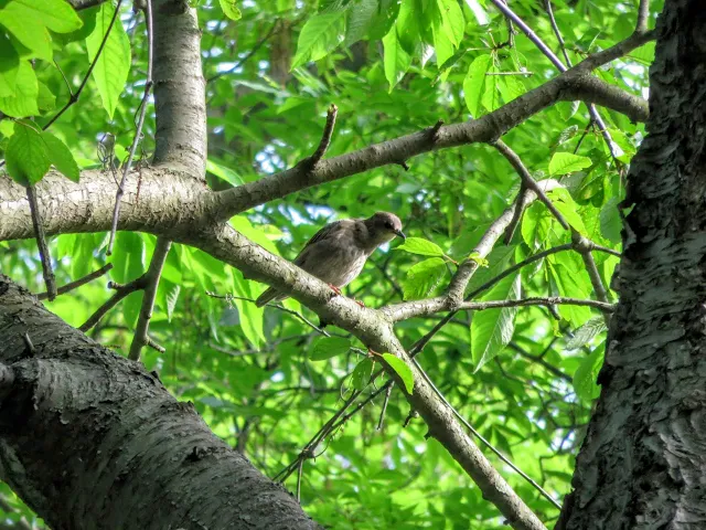 Pittsburgh birds: Northern Gray Mockingbird in Schenley Park