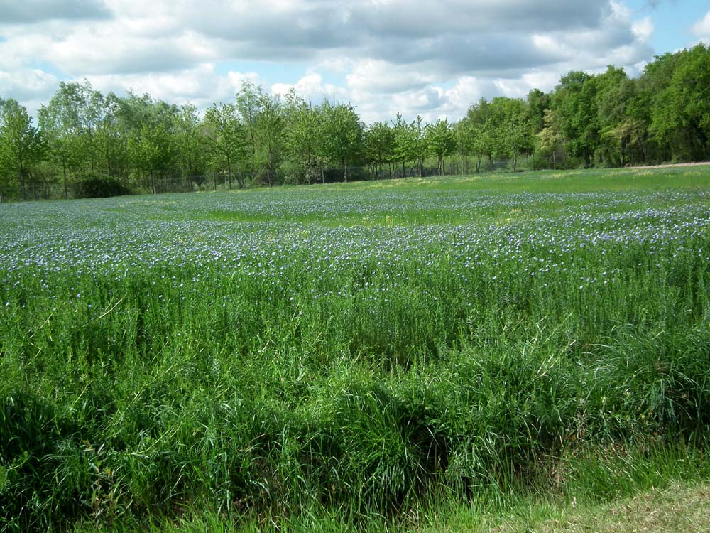 Days on the Claise Flax Cultivation in the Touraine