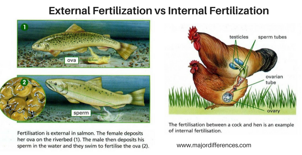 Difference between External  Fertilization  and Internal 