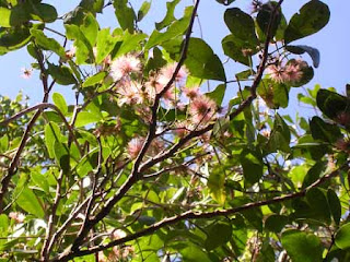 pink flowers in tree