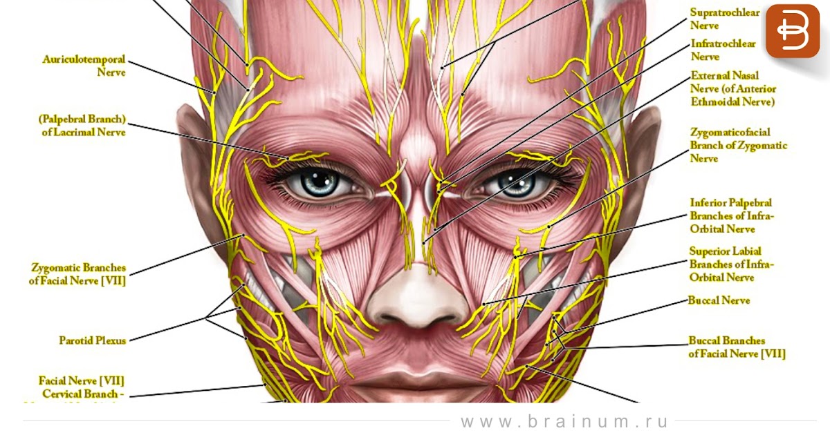 Нервы на лбу. Расположение нервов на лице человека. Нервы на лице человека. Анатомия лица нервные окончания.