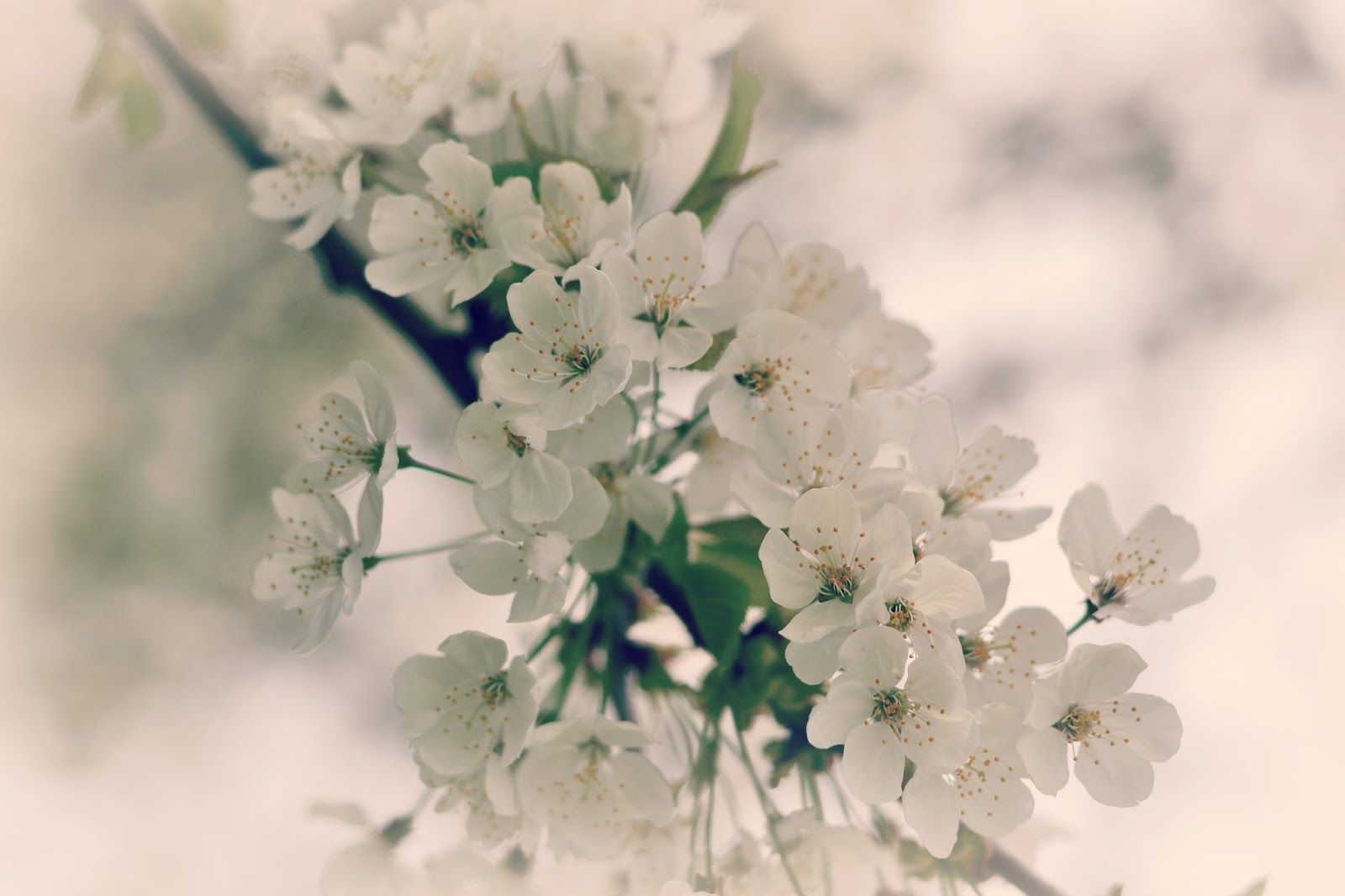 Kurze Gedichte Fur Vatertag Herunterladen