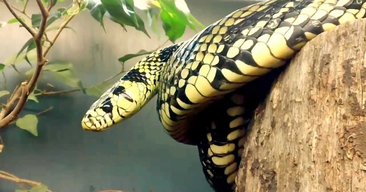 The Thunder and Lightning Snake...
