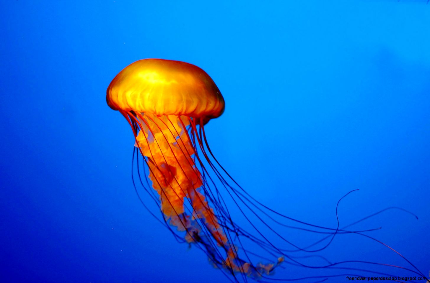 Giant Jellyfish Wallpaper Desktop