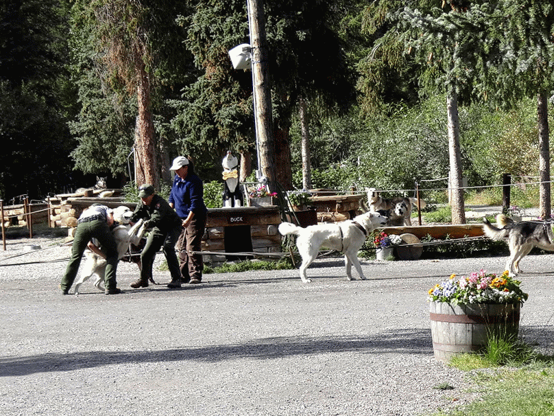 RVing Beach Bums Denali National Park, Alaska Part 2
