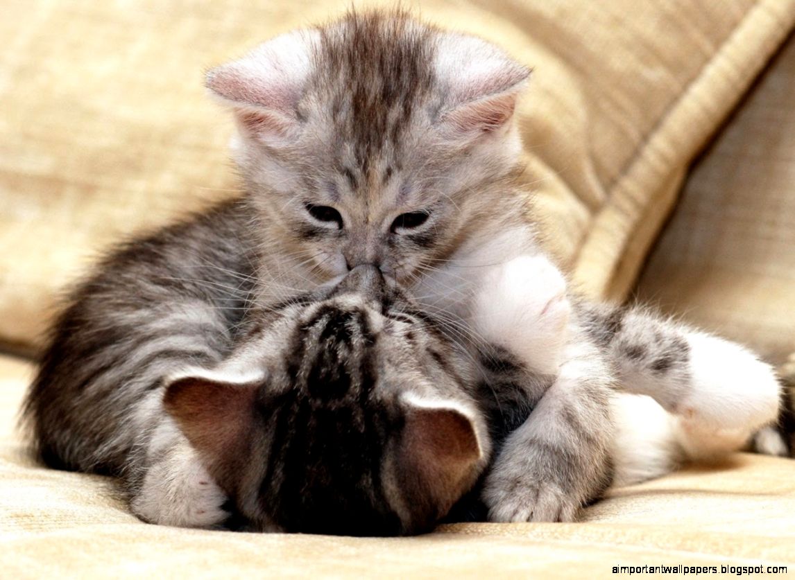 Kitten Wallpapers   Android Apps on Google Play