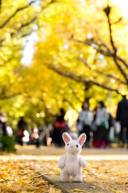Strolling Under the Ginkgo Trees