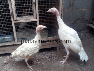 Kalkun White Holland Usia 3 Bulan