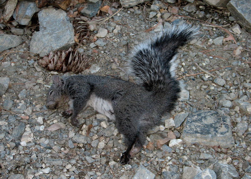 How To Drying Out A Squirrel Tail, the Quick and Dirty Way