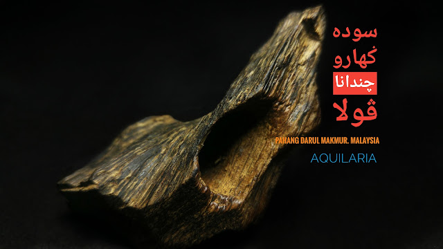 fast sinking agarwood from very old tree found in Pahang, Malaysia.