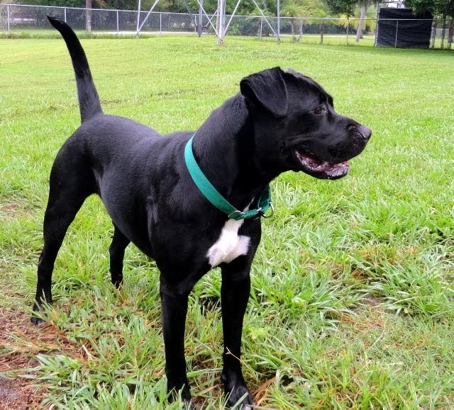 77+ American Bulldog Lab Mix Black - l2sanpiero
