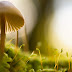 Cogumelo na Floresta