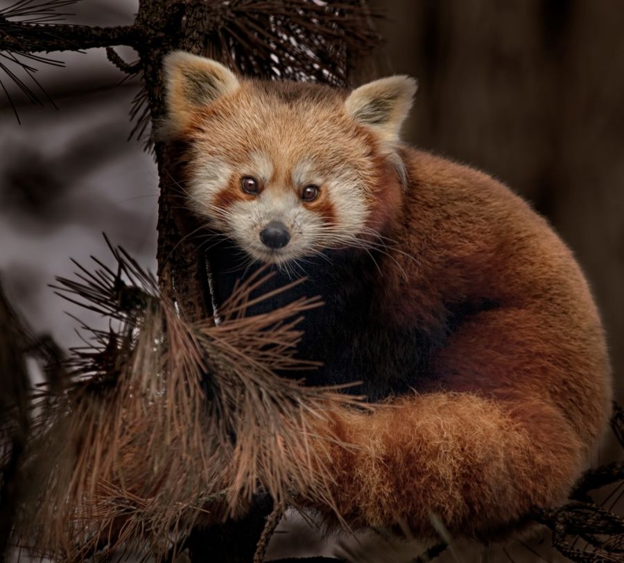 27. Red panda by Aya de Ruiter