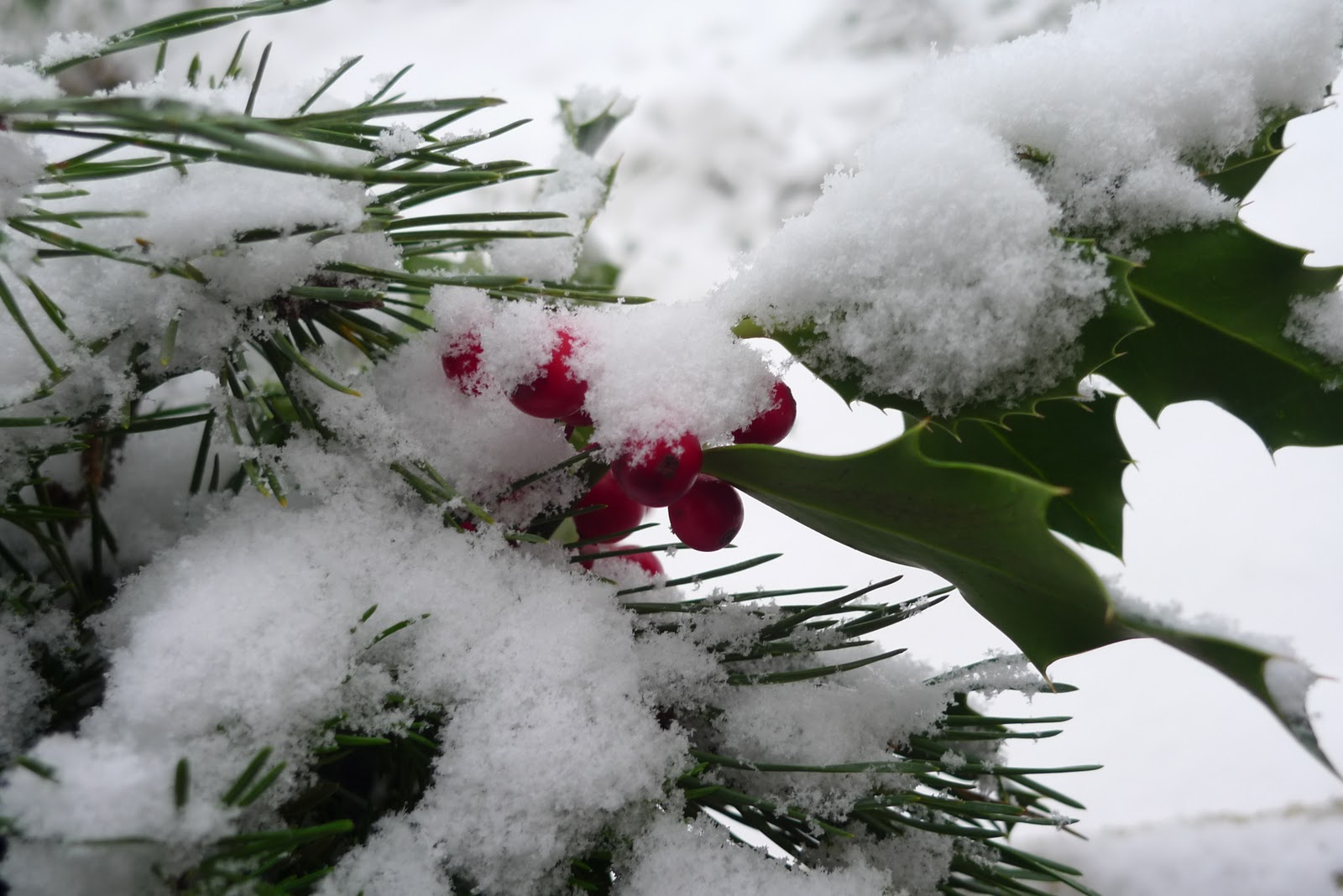 bin im garten: es weihnachtet sehr