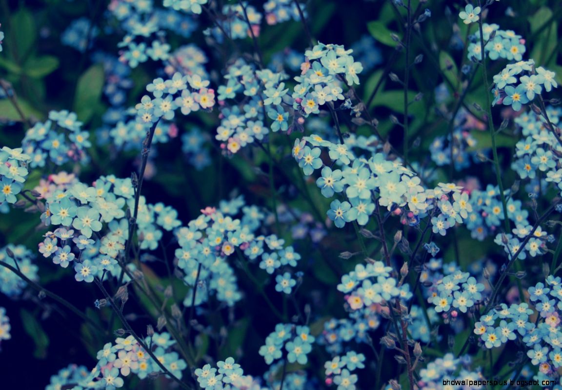 Blue Flowers Tumblr Header