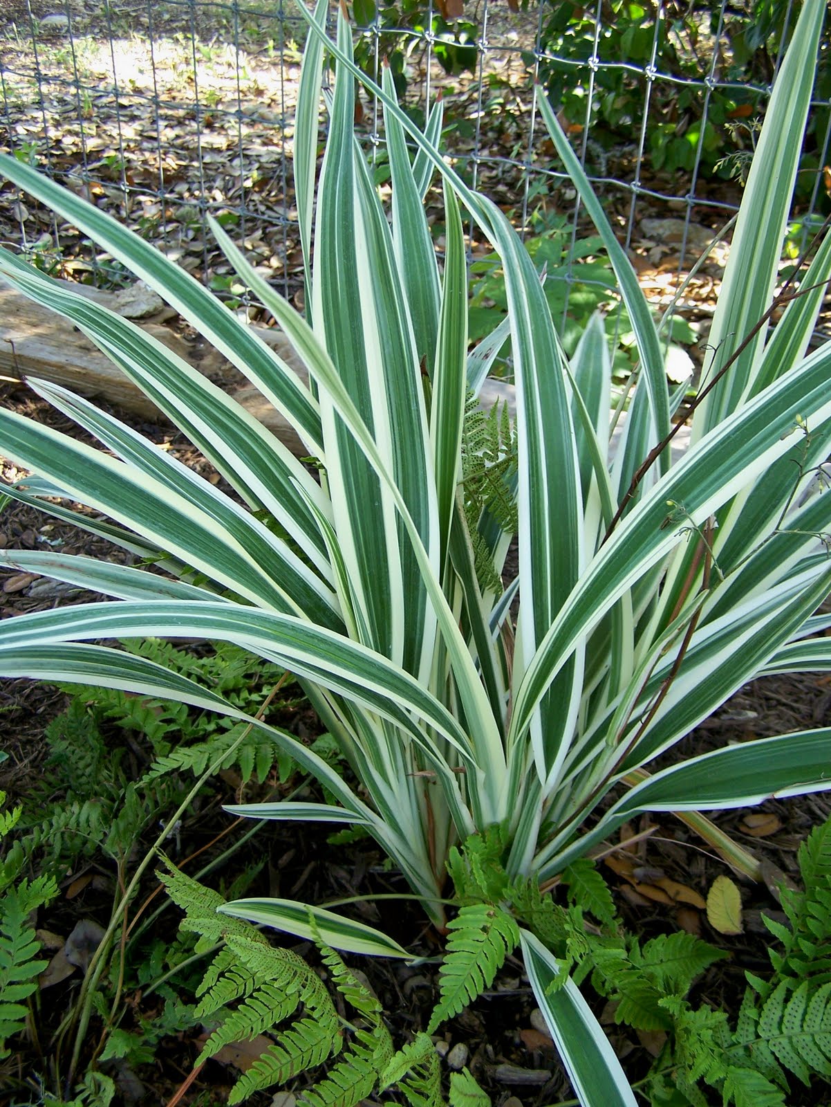 Patchwork Garden: Foliage Follow-Up for June 2011
