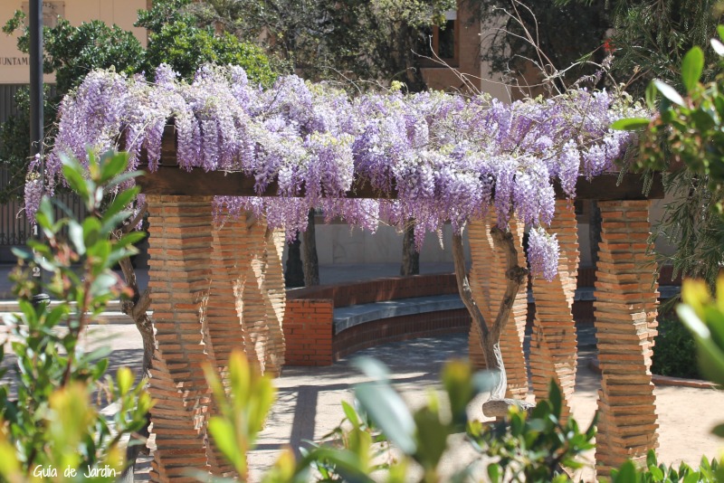 glicinia-pergola.jpg (800×534) | Plants