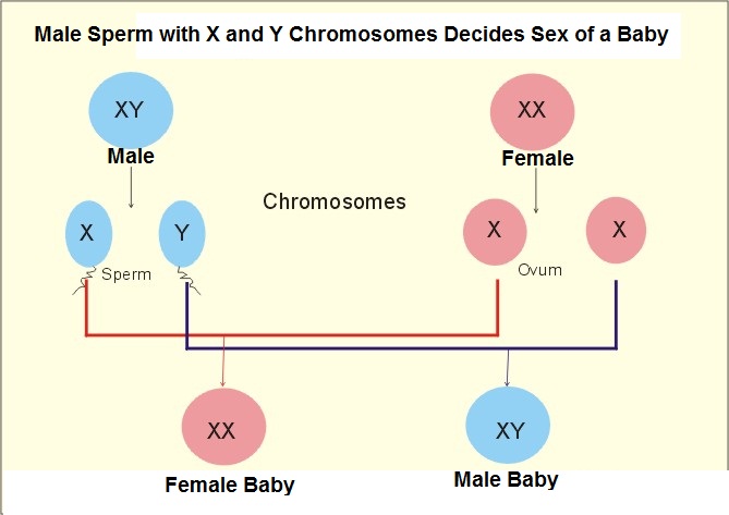 Chapter 10 Reaching The Age Of Adolescence Science