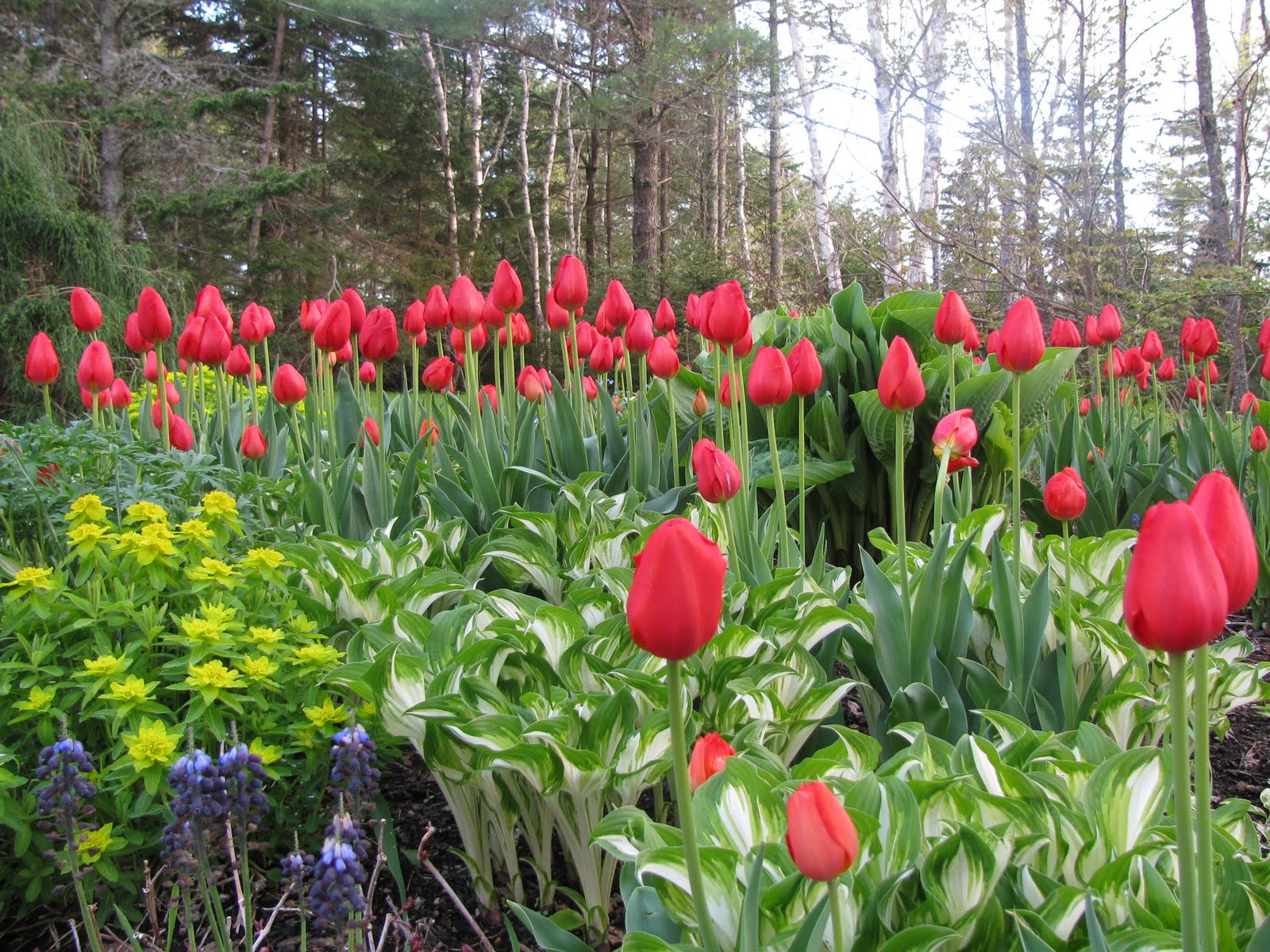 Gardeningbren in Nova Scotia Tulip Joy