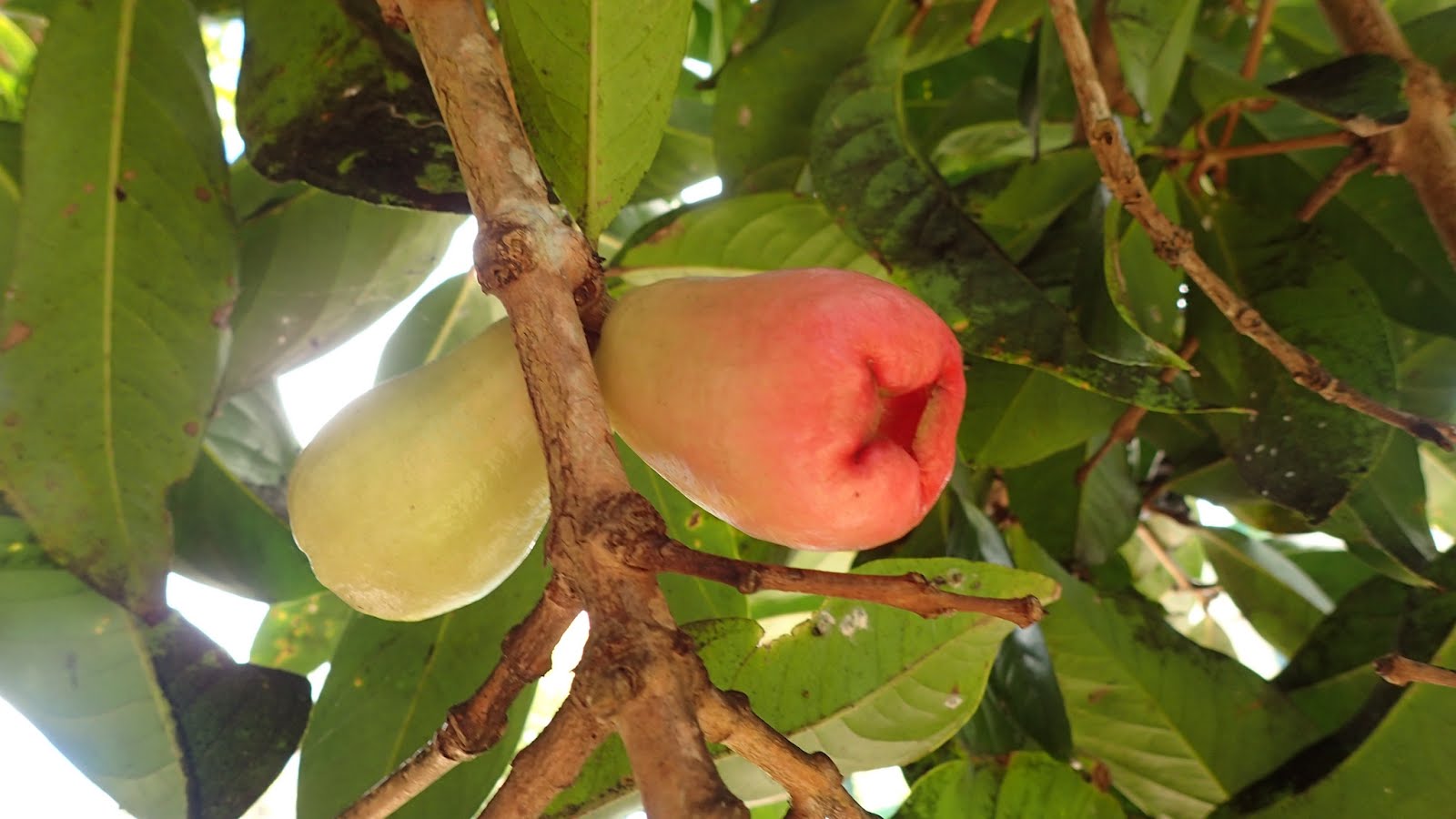 Things we did today... Puerto Rican Coffee Coming Back