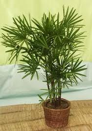 Artes Plantas Como Cuidar De Uma Muda De Rafia