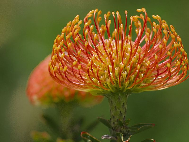 Drought Tolerant Flower of the Month - Pincushion