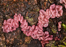 Purple Jellydisc, Ascocoryne sarcoides. Keston Common, 15 October 2013