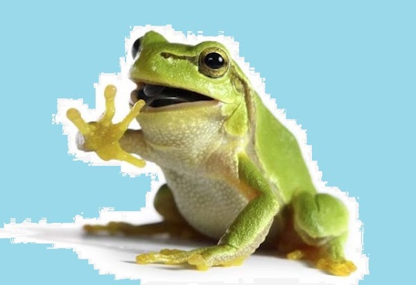 Apa Ciri-Ciri Kelompok Amphibia dan Sebutkan Contoh & Pengelompokannya Apa Ciri-Ciri Kelompok Amphibia dan Sebutkan Contoh & Pengelompokannya