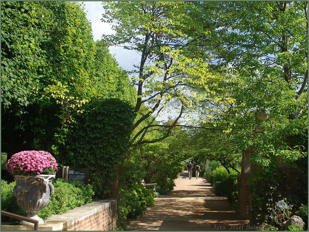 Plant Gallery - Encyklopedia Roślin: English garden photos, pictures