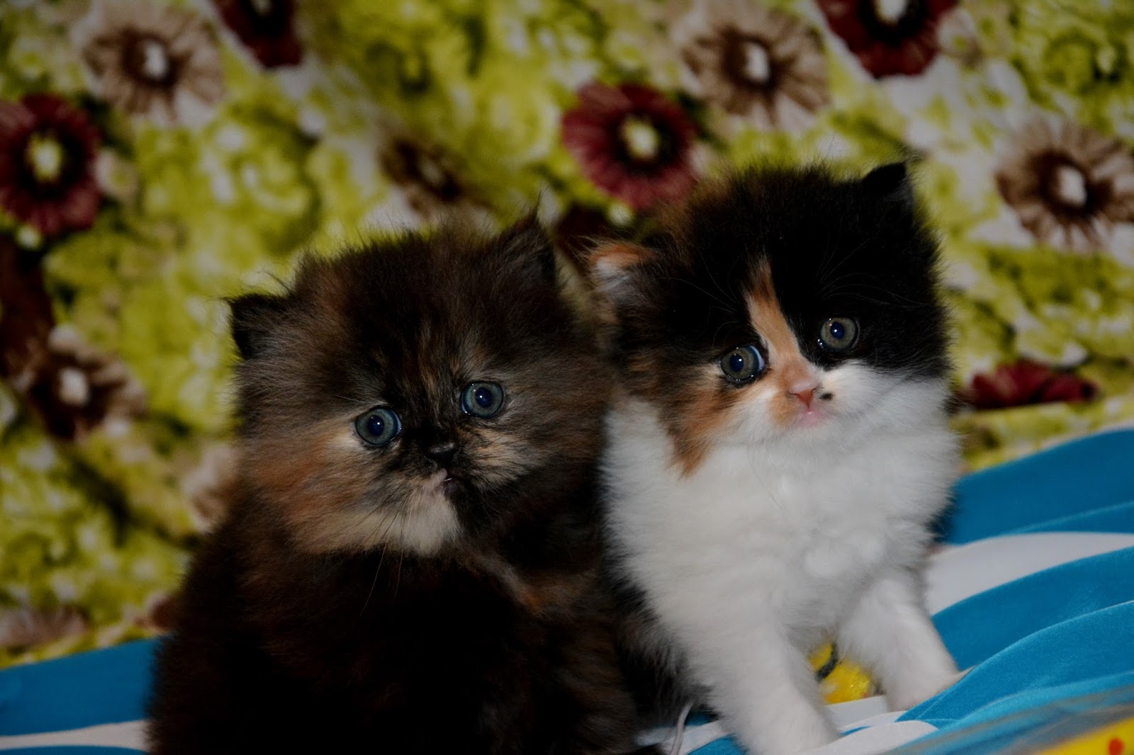 PERSIAN KITTENS DUBAI 2016 CALICO AND TORTOISE SHELL PERSIANS 2016