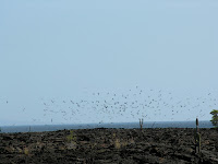 Marine Birds at Punta Moreno