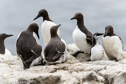 bird birds flying guillemots looking water wild paying attention ready fly flapping ungainly swimming strangely