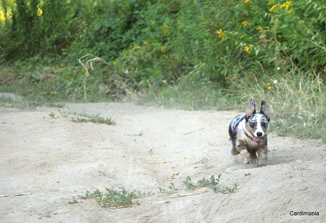 welsh corgi, pies w górach, góry z psem, w góry z psem, pies w rodzinie, kupno psa, wakacje z psem, podróże z psem, welsh corgi, corgi, pies idealny