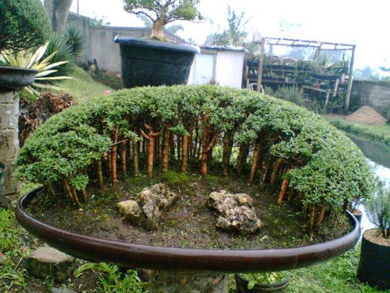 Hutan Mini di Dalam Pot Unik dengan Tanaman Bonsai 