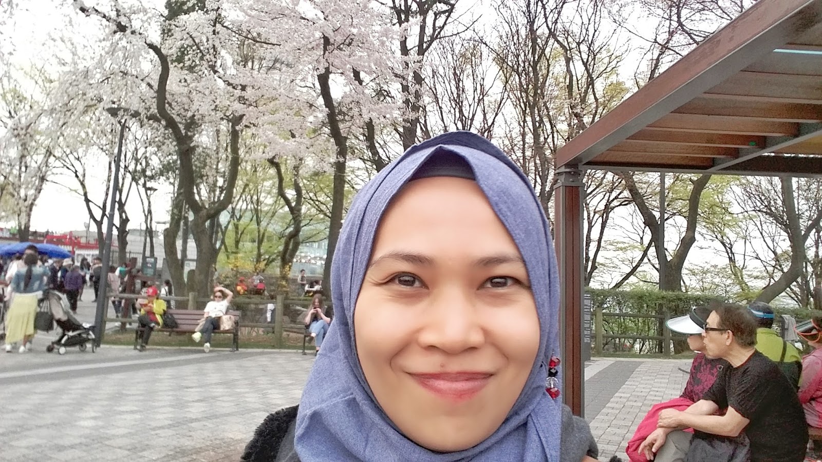 Cherry Blossom Seoul 