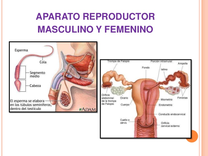 importancia de conocer el funcionamiento del aparato reproductor del