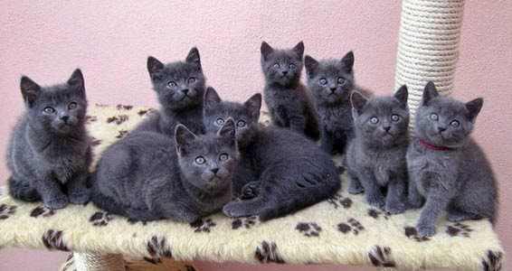 gato-chartreux-cartujo-comportamiento-personalidad