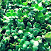 Manfaat Sayuran Microgreens Untuk Obat Kolesterol Tinggi